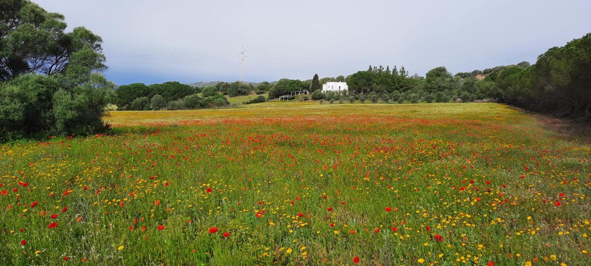 אולביה Agreen Country House מראה חיצוני תמונה