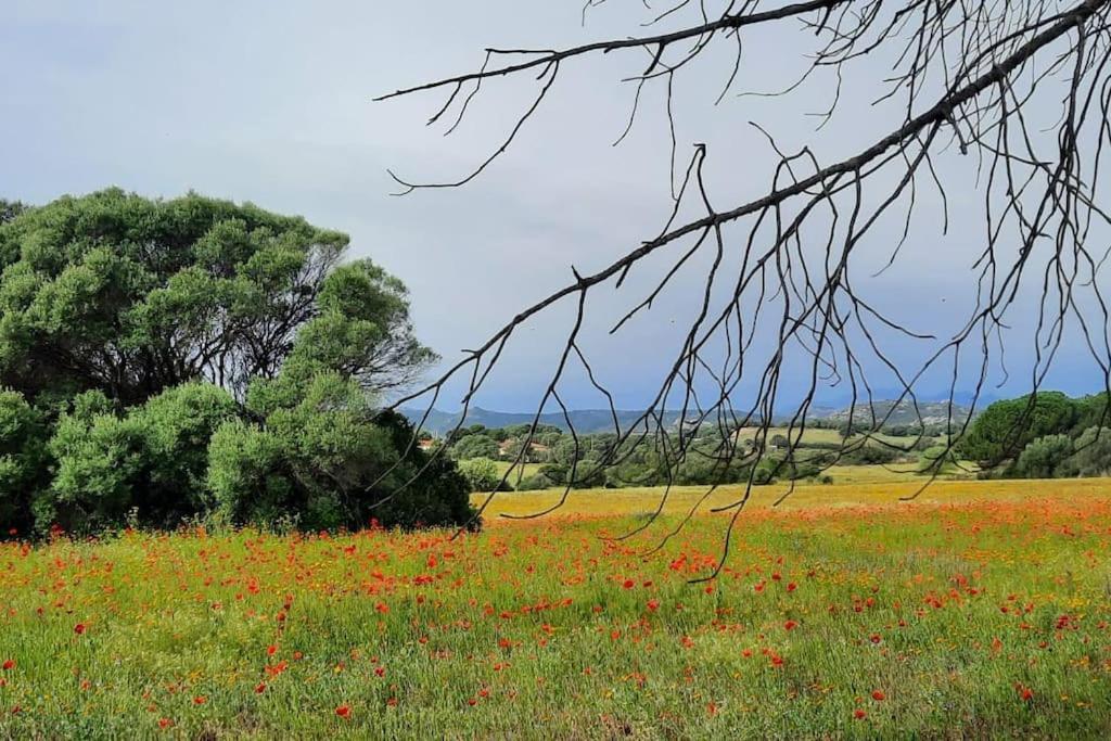 אולביה Agreen Country House מראה חיצוני תמונה